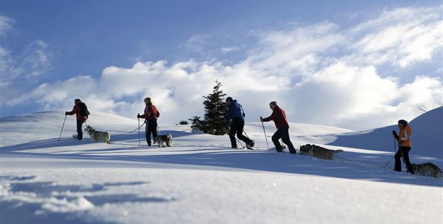 Gruppen von Wanderern gehen durch den Schnee mit Hunden. Der Himmel ist blau und es gibt einige Wolken.