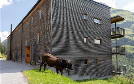 Lechblick Kuh