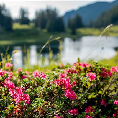 Naturjuwel Körbersee