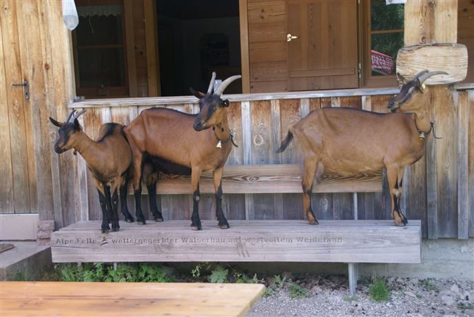 Ziegen beim Aussichtspunkt Alpe Felle